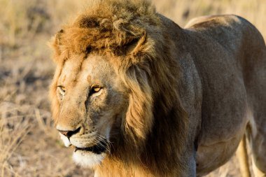 Serengeti ovasında bir aslan portresi, Serengeti Ulusal Parkı, Safari, Doğu Afrika, Ağustos 2017, Kuzey Tanzanya