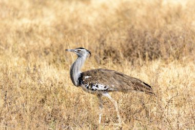 Kori Bustard, Ardeotis kori, in the grass savanna in the Ngorongoro crater