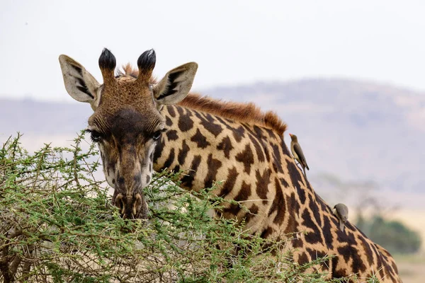 食事の肖像 Maasai Giraffe Giraffa Tippelscrichi Serengeti Safari East Africa August — ストック写真