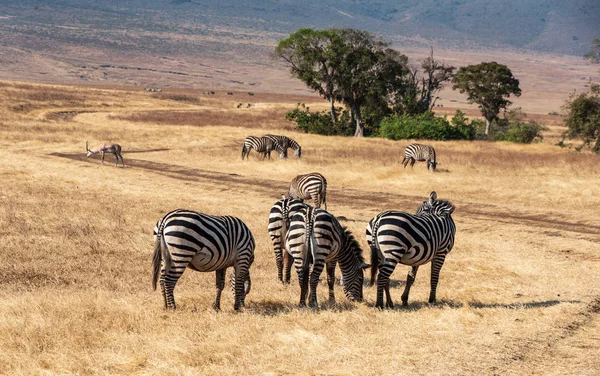 Grupos Zebras Planícies Equus Quagga Savana Grama Parque Nacional Cratera — Fotografia de Stock