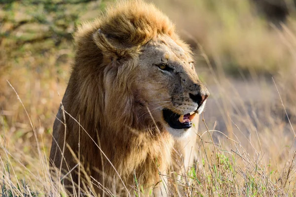 Retrato Leão Panthera Leo Savana Serengeti Serengeti Safari África Oriental — Fotografia de Stock
