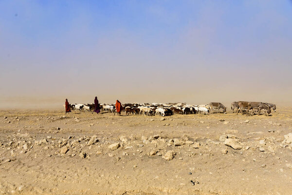 Cattle herd in the dusty savanna, Serengeti NP, Safari, East Africa, August 2017, Northern Tanzania