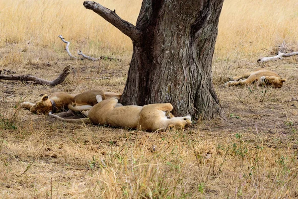 Leoaice adormite, Panthera leo, sub un copac, Parcul Național Serengeti, Safari, Africa de Est, August 2017, Tanzania de Nord — Fotografie, imagine de stoc