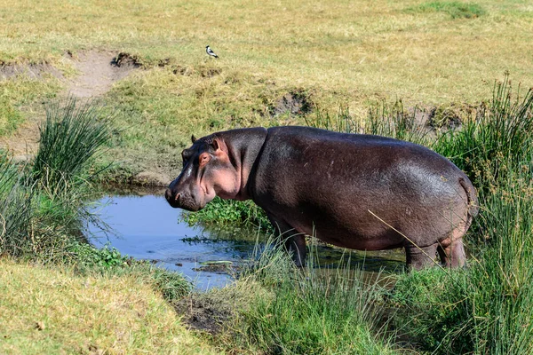 East African hippopotamus, H. a. kiboko, walking out of a small lake in the Ngorongoro crater — 图库照片