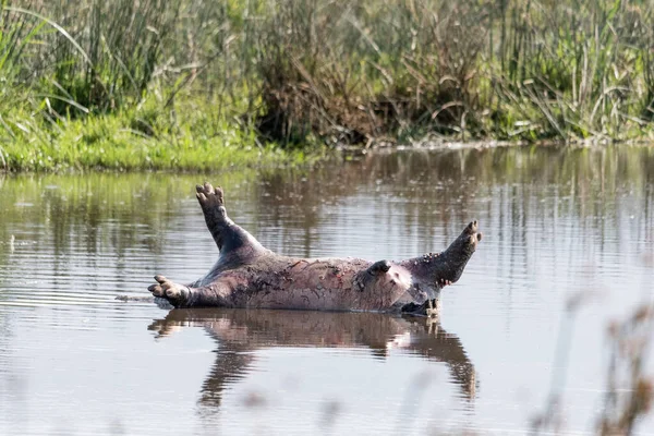 死東アフリカのカバ Kiboko Ngorongoroクレーター国立公園内の小さな湖に浮かんでいます サファリ 東アフリカ 8月2017 北タンザニア ロイヤリティフリーのストック画像