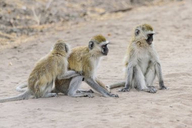 Tarangire Ulusal Parkı, Safari, Doğu Afrika, Ağustos 2017, Kuzey Tanzanya 'da bulunan bir grup vervet maymunu, Chlorocebus pygerythrus.