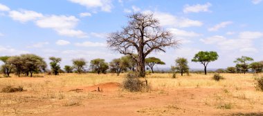 Afrika Baobab Ağacı, Adansonia Digitata Tarangire Ulusal Parkı, Safari, Doğu Afrika, Ağustos 2017, Kuzey Tanzanya