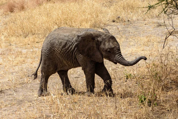 Baby African Elephant Loxodonta Africana Átkelés Kavicsos Úton Safari Kelet — Stock Fotó