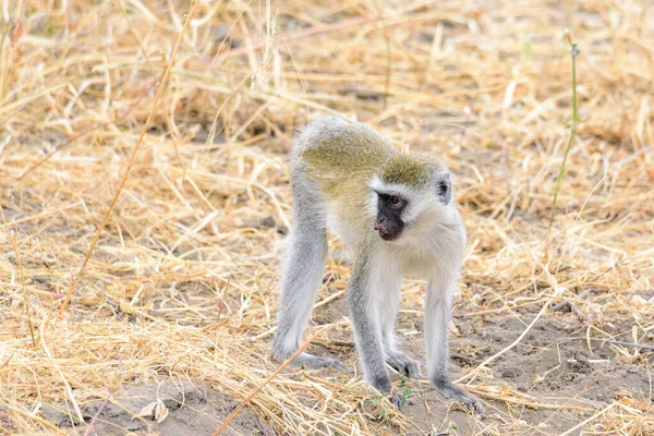 Gewond Vervetaap Chlorocebus Pygerythrus Het Tarangire National Parksafari Oost Afrika — Stockfoto