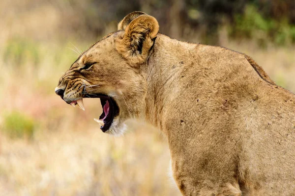 Yawning Lioness Panthera Leo Tarangire National Park Safari East Africa — стокове фото