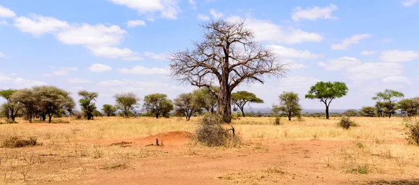 Baobab Africain Adansonia Digitata Dans Savane Buissonnante Parc National Tarangire — Photo