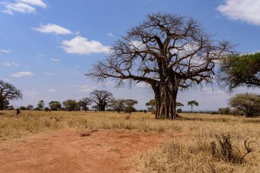 Afrika Baobab ağacı, Adansonia digitata, Tarangire Ulusal Parkı, Safari, Doğu Afrika, Ağustos 2017, Kuzey Tanzanya