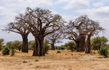Afrika Baobab ağaçları grubu, Adansonia digitata, Tarangire Ulusal Parkı, Safari, Doğu Afrika, Ağustos 2017, Kuzey Tanzanya