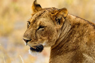 Tarangire Ulusal Parkı 'nda, Safari, Doğu Afrika, Ağustos 2017, Kuzey Tanzanya.