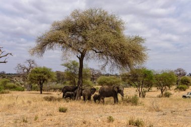 Bir grup Afrika fili, Loxodonta africana, Afrika savanasının altında, Safari, Doğu Afrika, Ağustos 2017, Kuzey Tanzanya