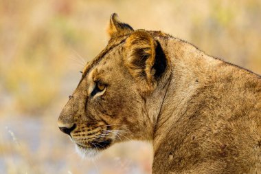 Tarangire Ulusal Parkı 'nda, Safari, Doğu Afrika, Ağustos 2017, Kuzey Tanzanya.