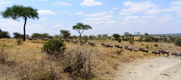 Flock Vuxna Gnus Connochaetes Taurinus Korsar Grusväg Tarangire Nationalpark Safari — Stockfoto