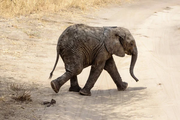 Baby African Elephant Loxodonta Africana Crossing Gravel Road Safari East — Stock Photo, Image