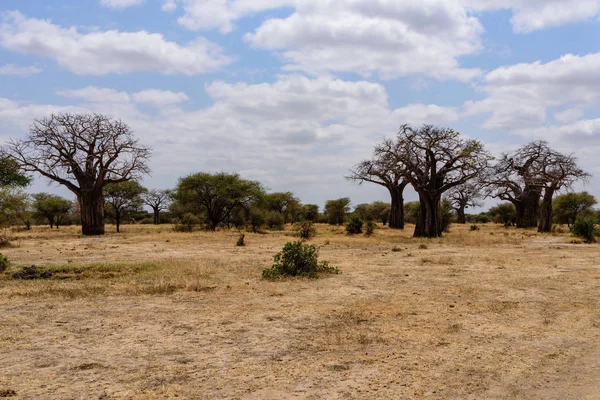 Afrikanischer Baobab Baum Adansonia Digitata Der Buschigen Savanne Des Tarangire — Stockfoto