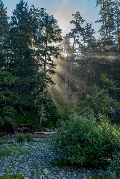 Солнечные Лучи Лесу Тихоокеанского Национального Парка Iii Остров Ванкувер Северная — стоковое фото