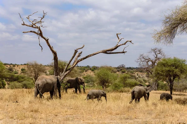 アフリカゾウのグループ Loxodontaアフリカ アフリカサバンナの木の下で サファリ 東アフリカ 8月2017 北タンザニア ロイヤリティフリーのストック写真