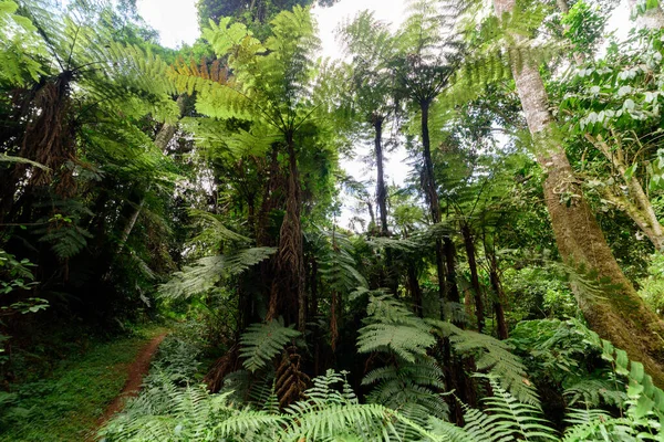 Selva Tropical Primaria Las Montañas Usambara África Oriental Agosto 2017 — Foto de Stock