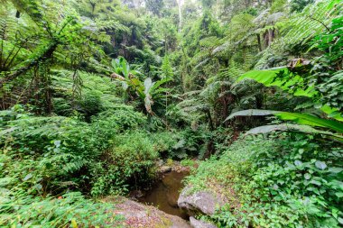 Usambara Dağları 'ndaki birincil yağmur ormanı, Doğu Afrika, Ağustos 2017, Kuzey Tanzanya