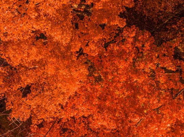 White Mountain New Hampshire Mit Herbst Ahornen Luftaufnahmen — Stockfoto