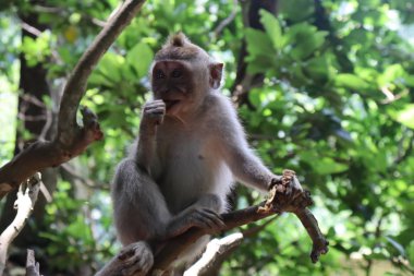 Bali adasında inanılmaz bir gülümseme maymunu. 