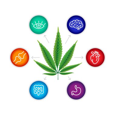 CBD oil benefits, medical uses for cbd oil, brain , heart, stomach, intestines, articulations, eyes clipart