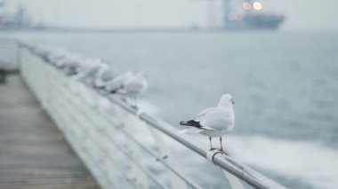 Deniz sahilinde ağır çekimde bir martı sürüsü.