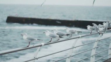 Deniz sahilinde ağır çekimde bir martı sürüsü.