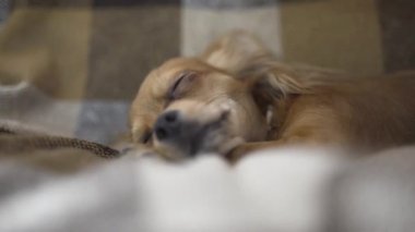 sevimli komik köpek chihuaha uyuyor