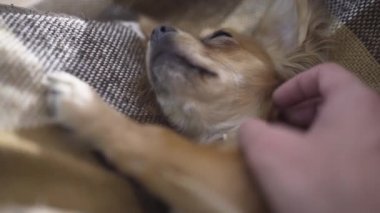 sevimli komik köpek chihuaha uyuyor