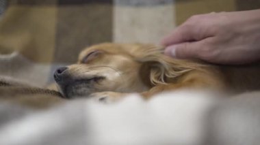 sevimli komik köpek chihuaha uyuyor