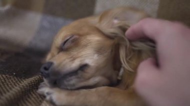 sevimli komik köpek chihuaha uyuyor
