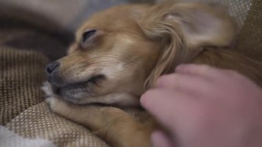 sevimli komik köpek chihuaha uyuyor
