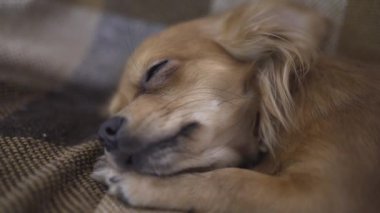 sevimli komik köpek chihuaha uyuyor