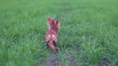 Yeşil tarlada koşan sevimli komik köpek chihuahua.