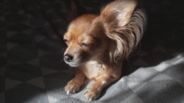 Çok komik uzun saçlı chihuaha köpeği ekose üzerinde uyuyor.