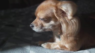 Çok komik uzun saçlı chihuaha köpeği ekose üzerinde uyuyor.