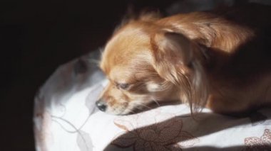 Çok komik uzun saçlı chihuaha köpeği ekose üzerinde uyuyor.