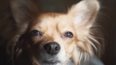 Çok komik uzun saçlı chihuaha köpeği ekose üzerinde uyuyor.