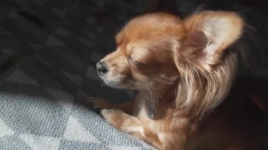 Çok komik uzun saçlı chihuaha köpeği ekose üzerinde uyuyor.