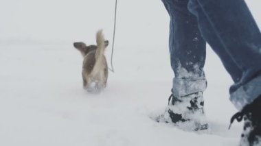 Uzun saçlı chihuahua köpeğinin kapalı bir tarlada karlı bir günde yürüyüşü