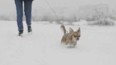 Uzun saçlı chihuahua köpeğinin kapalı bir tarlada karlı bir günde yürüyüşü