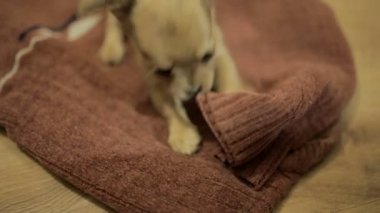 Chihuahua yavrusu oynamak