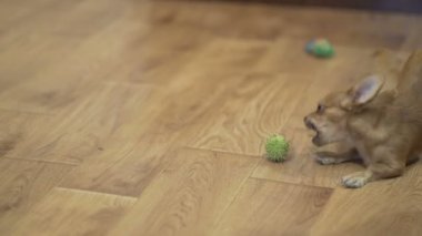 Uzun saçlı chihuahua köpeği oynar