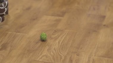 Uzun saçlı chihuahua köpeği oynar