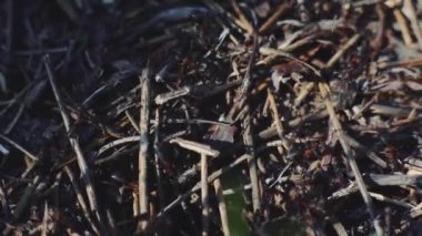 4k ormanındaki yuvadaki bir karınca kolonisinin makro görüntüsü.